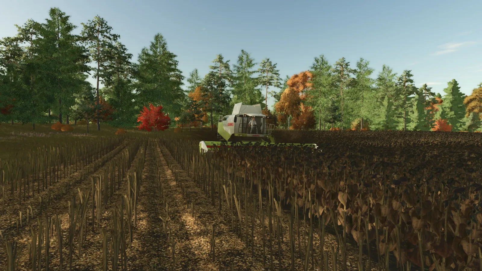 High-resolution texture of cut sunflower V1.1