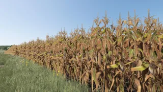 Improved Corn Plants (Second Version) FS25