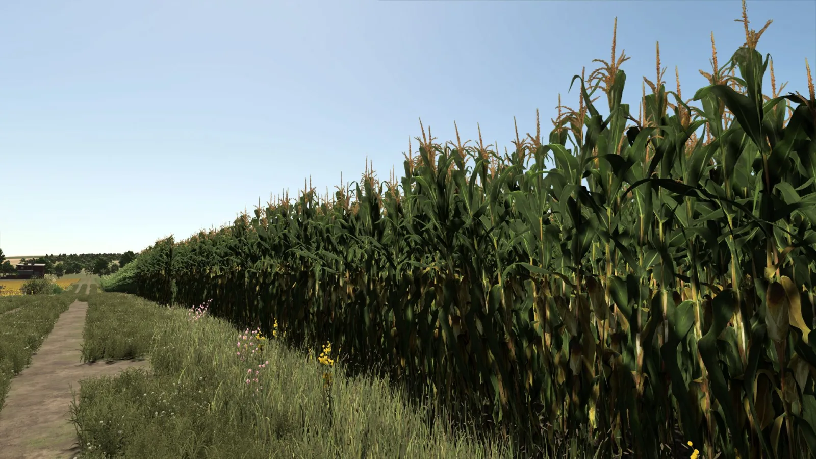 Improved corn plants FS25
