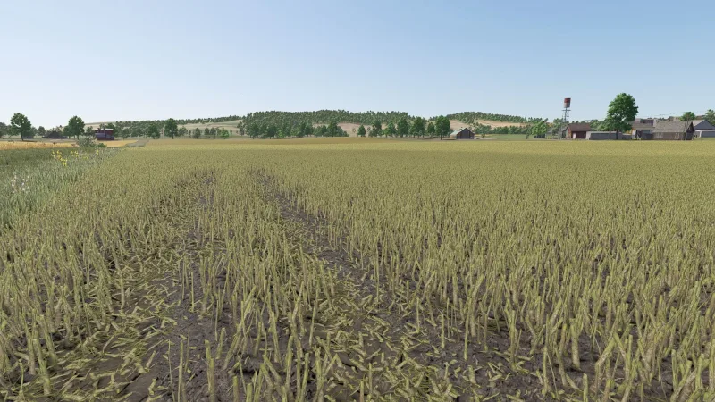 Improved rapeseed plants FS25