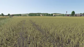 Improved rapeseed plants FS25