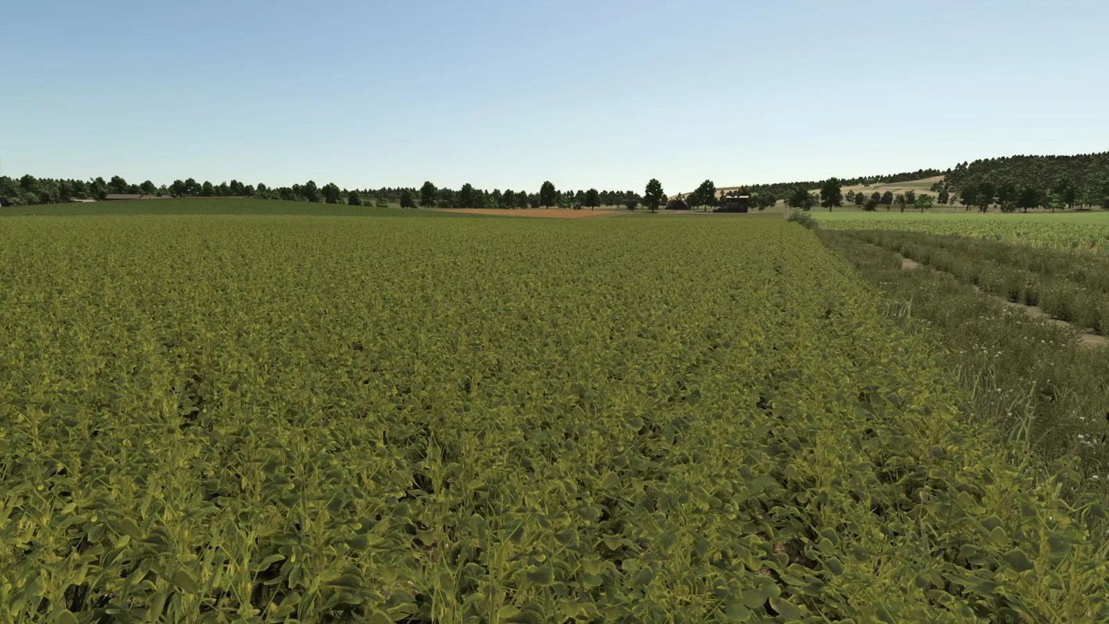 Improved soybean plants FS25