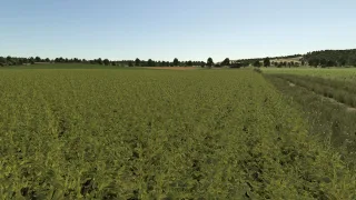 Improved soybean plants FS25