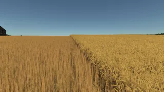 Improved Wheat XML FS25
