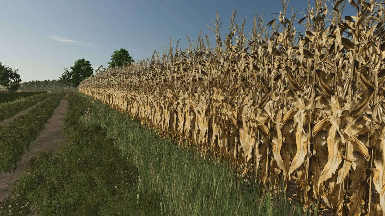 Realistic dry corn texture FS25 - screenshot 2