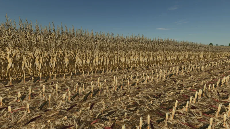 Realistic dry corn texture FS25